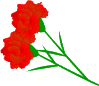 カーネーション