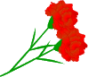 カーネーション