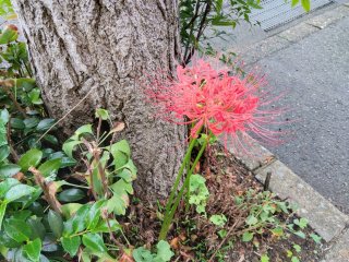 ★2025年10月01日＜本日の作業＞月初処理各種、旅行計画、本日在宅ワーク