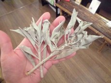 画像8: 薫香　焚屋ホワイトセージ (8)