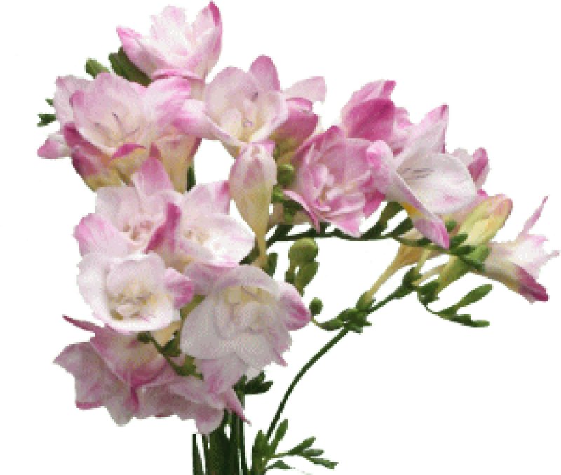 画像3: 「ぽち香」★エアリーフローラ★ (3)