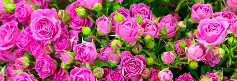 画像8: ローズインセンス（４種類）香彩堂 (8)