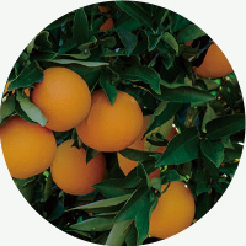 画像5: anming ボタニカル (5)