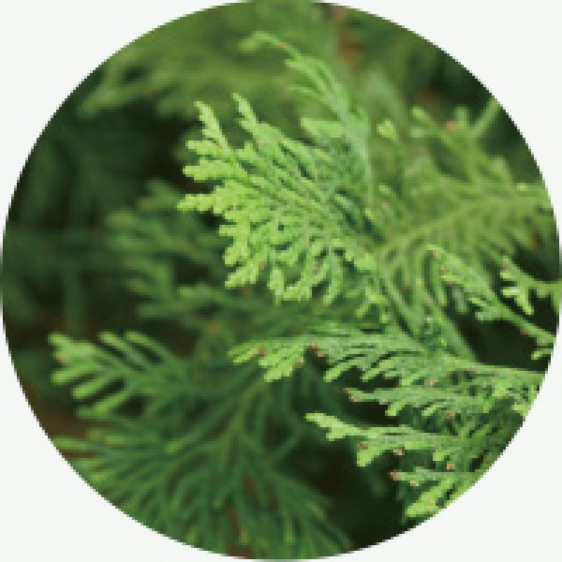 画像4: anming ボタニカル (4)