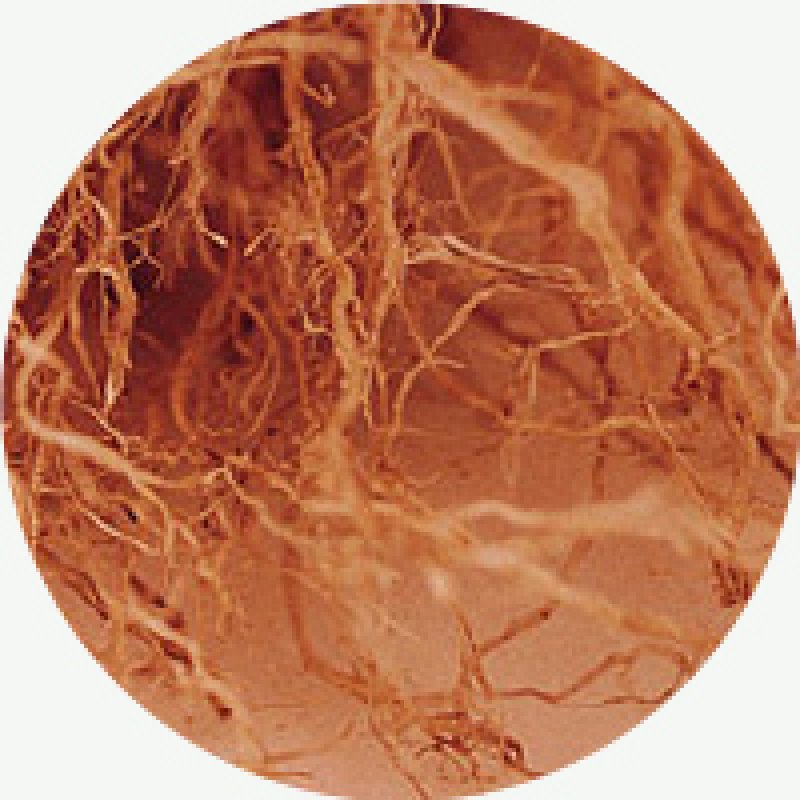 画像2: anming ボタニカル (2)