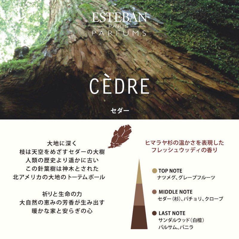 画像5: ESTEBANクラシック (5)