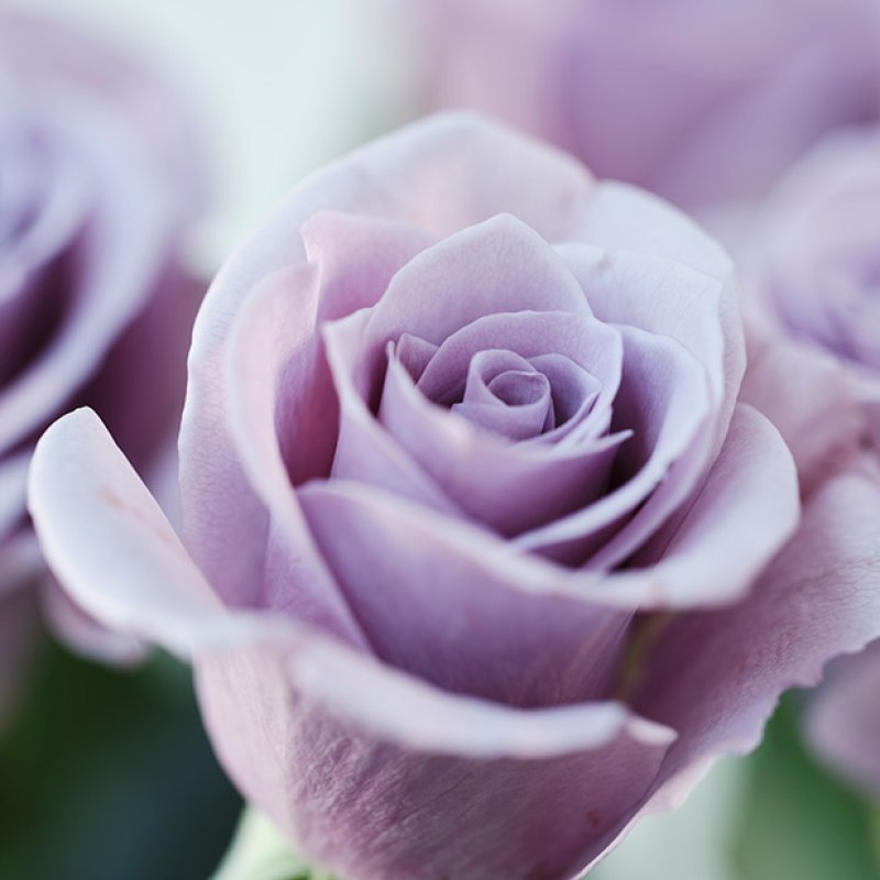 画像6: 花風PLATINA ブルーローズ (6)