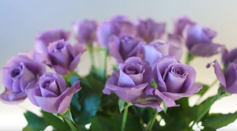 画像9: 花風PLATINA ブルーローズ (9)