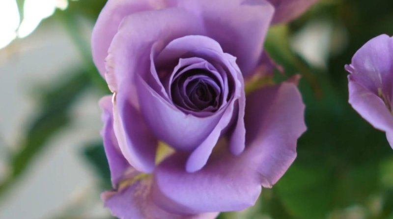 画像13: 花風PLATINA ブルーローズ (13)