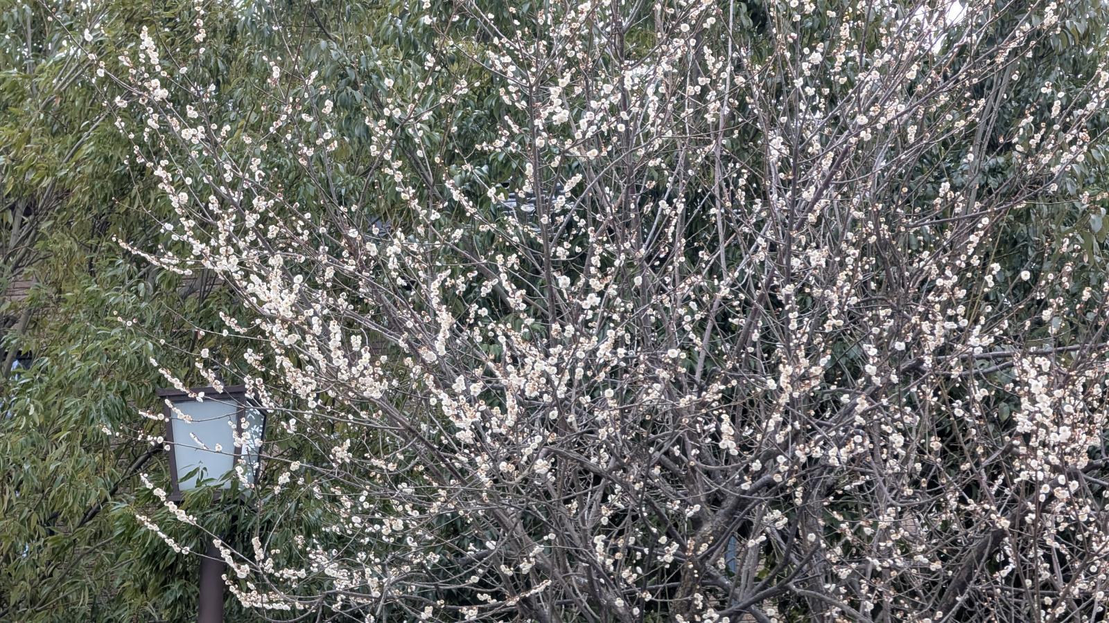 金沢のお香とアロマの香り専門店(石川県金沢市)・金沢観光地・金沢の観光スポット武家屋敷跡近く・人気でおすすめのお土産処-お香専門店のアロマ香房焚屋