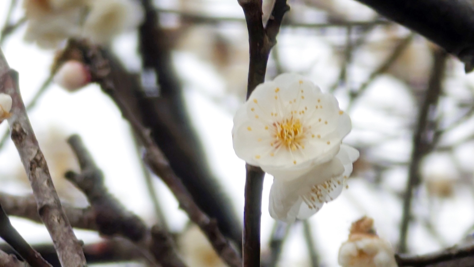 金沢のお香とアロマの香り専門店(石川県金沢市)・金沢観光地・金沢の観光スポット武家屋敷跡近く・人気でおすすめのお土産処-お香専門店のアロマ香房焚屋