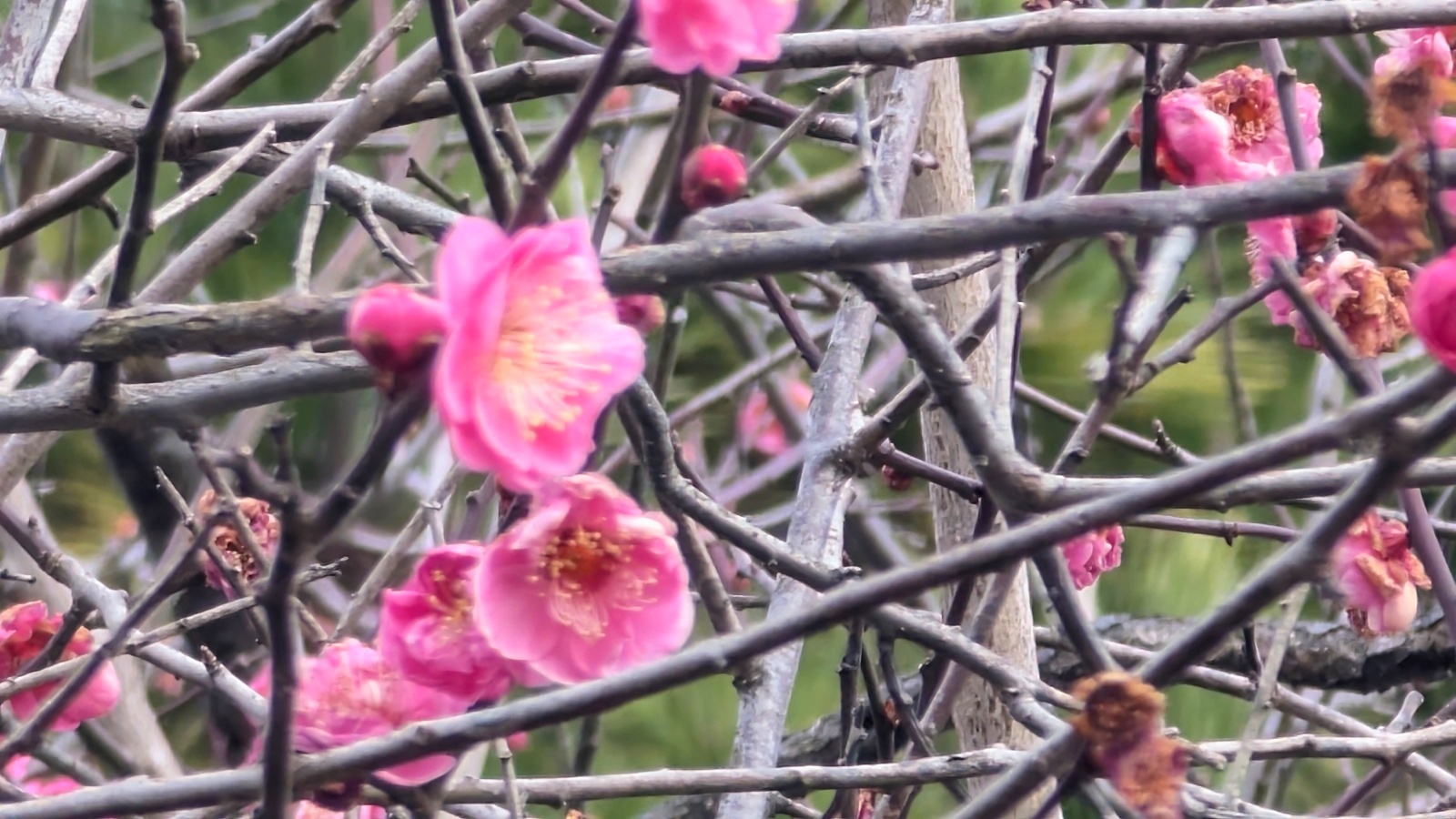 金沢のお香とアロマの香り専門店(石川県金沢市)・金沢観光地・金沢の観光スポット武家屋敷跡近く・人気でおすすめのお土産処-お香専門店のアロマ香房焚屋