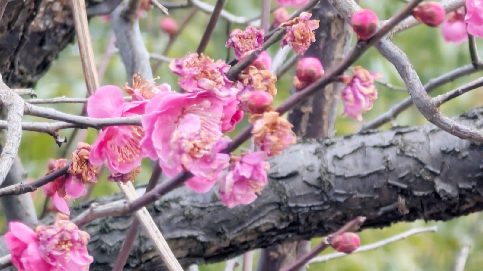 金沢のお香とアロマの香り専門店(石川県金沢市)・金沢観光地・金沢の観光スポット武家屋敷跡近く・人気でおすすめのお土産処-お香専門店のアロマ香房焚屋