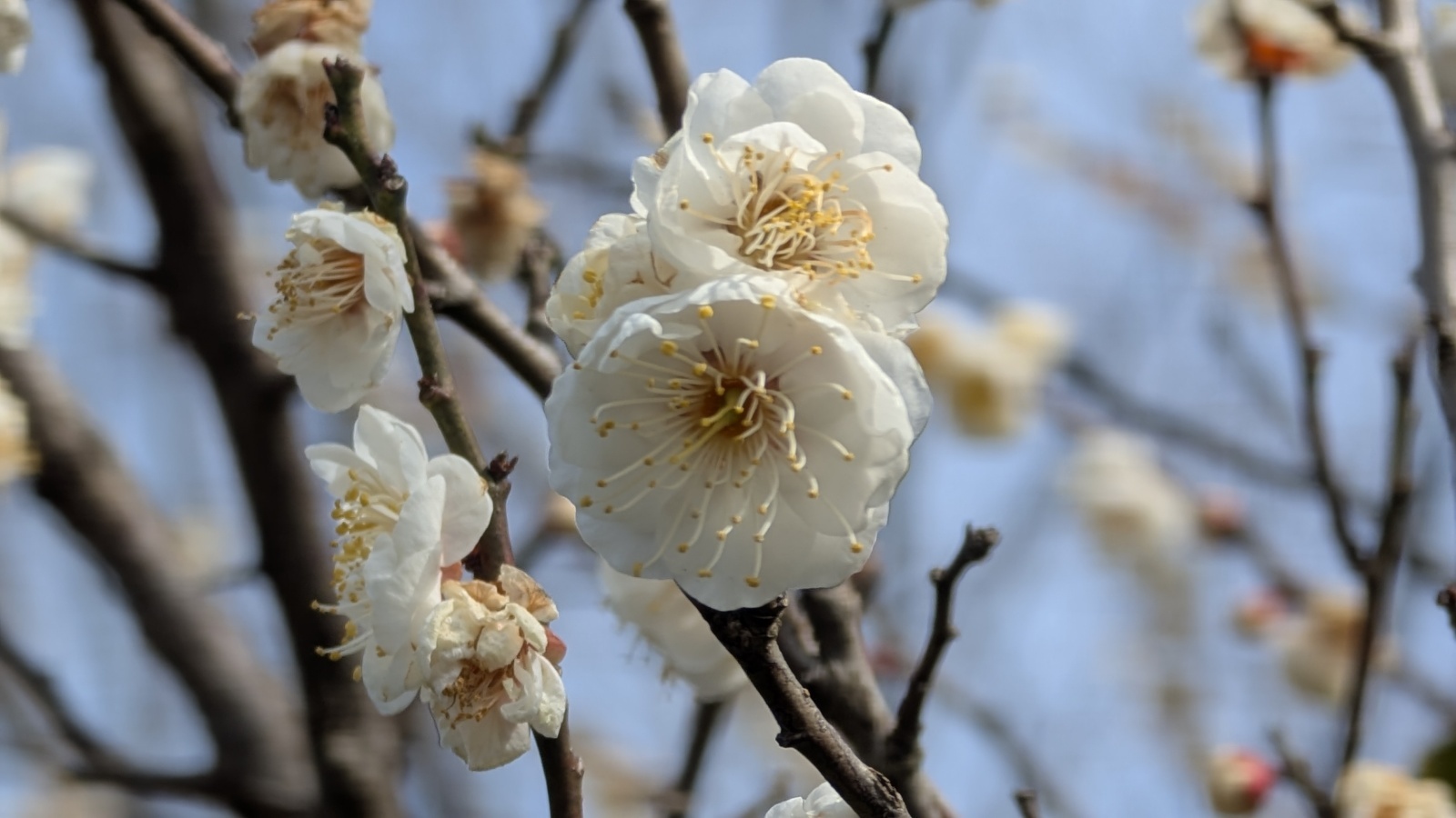 金沢のお香とアロマの香り専門店(石川県金沢市)・金沢観光地・金沢の観光スポット武家屋敷跡近く・人気でおすすめのお土産処-お香専門店のアロマ香房焚屋
