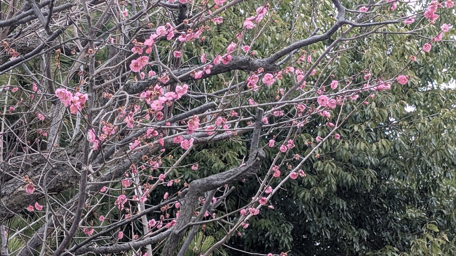 金沢のお香とアロマの香り専門店(石川県金沢市)・金沢観光地・金沢の観光スポット武家屋敷跡近く・人気でおすすめのお土産処-お香専門店のアロマ香房焚屋