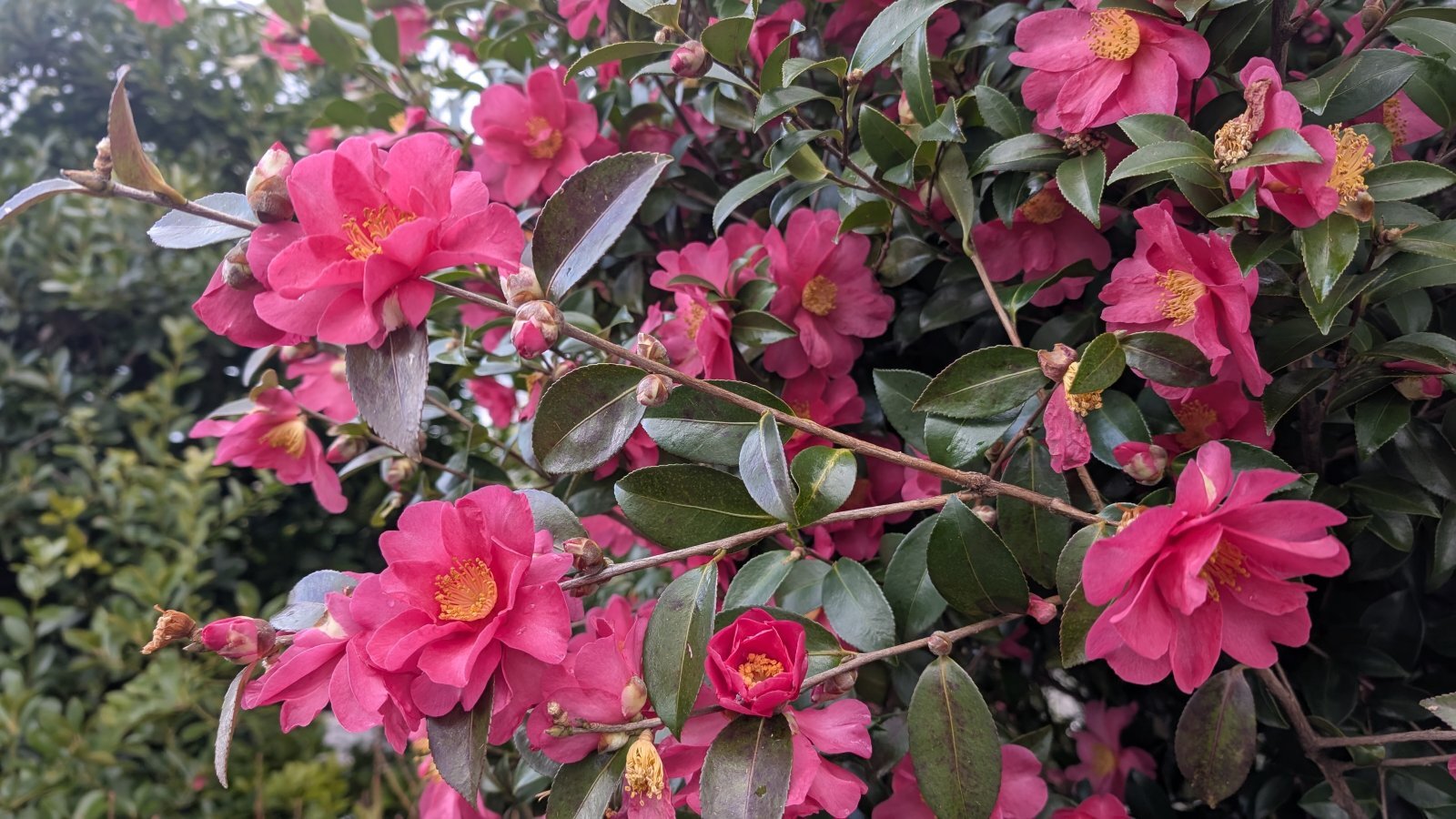 金沢のお香とアロマの香り専門店(石川県金沢市)・金沢観光地・金沢の観光スポット武家屋敷跡近く・人気でおすすめのお土産処-お香専門店のアロマ香房焚屋