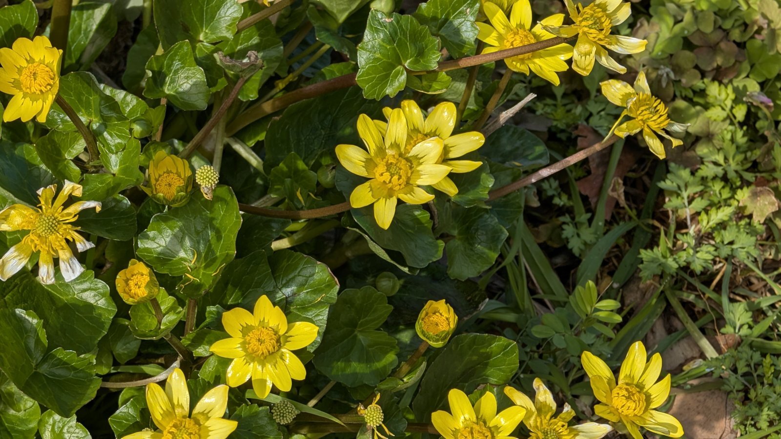 金沢のお香とアロマの香り専門店(石川県金沢市)・金沢観光地・金沢の観光スポット武家屋敷跡近く・人気でおすすめのお土産処-お香専門店のアロマ香房焚屋