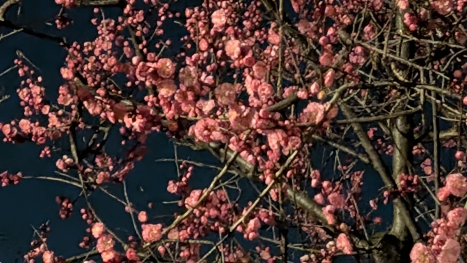 金沢のお香とアロマの香り専門店(石川県金沢市)・金沢観光地・金沢の観光スポット武家屋敷跡近く・人気でおすすめのお土産処-お香専門店のアロマ香房焚屋