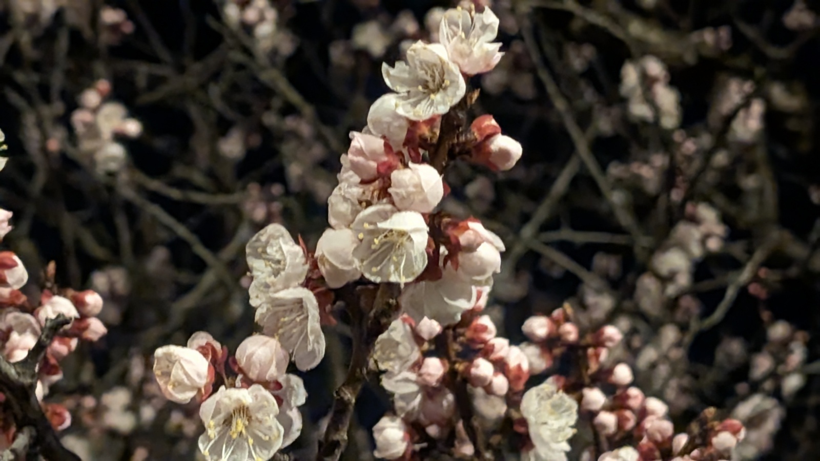 金沢のお香とアロマの香り専門店(石川県金沢市)・金沢観光地・金沢の観光スポット武家屋敷跡近く・人気でおすすめのお土産処-お香専門店のアロマ香房焚屋