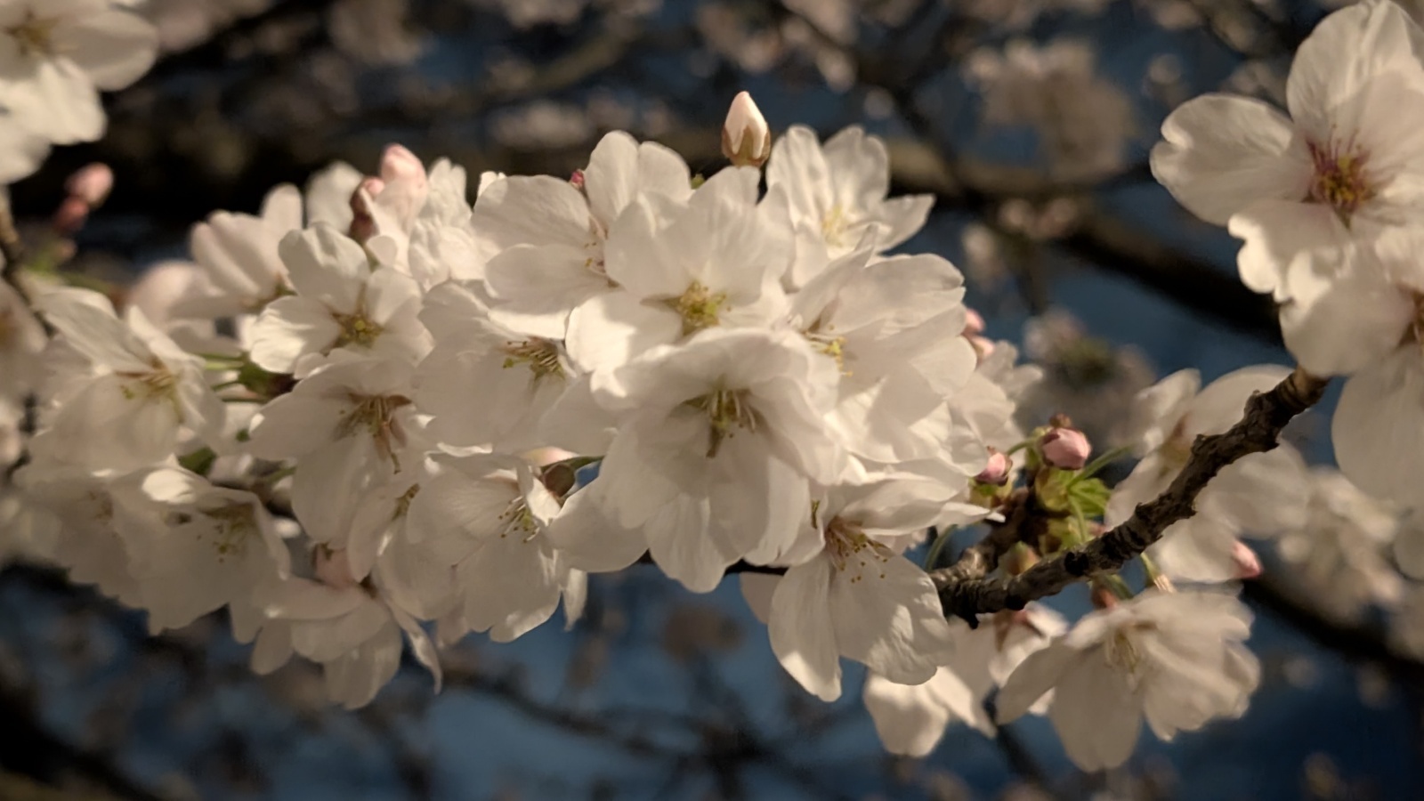 金沢のお香とアロマの香り専門店(石川県金沢市)・金沢観光地・金沢の観光スポット武家屋敷跡近く・人気でおすすめのお土産処-お香専門店のアロマ香房焚屋