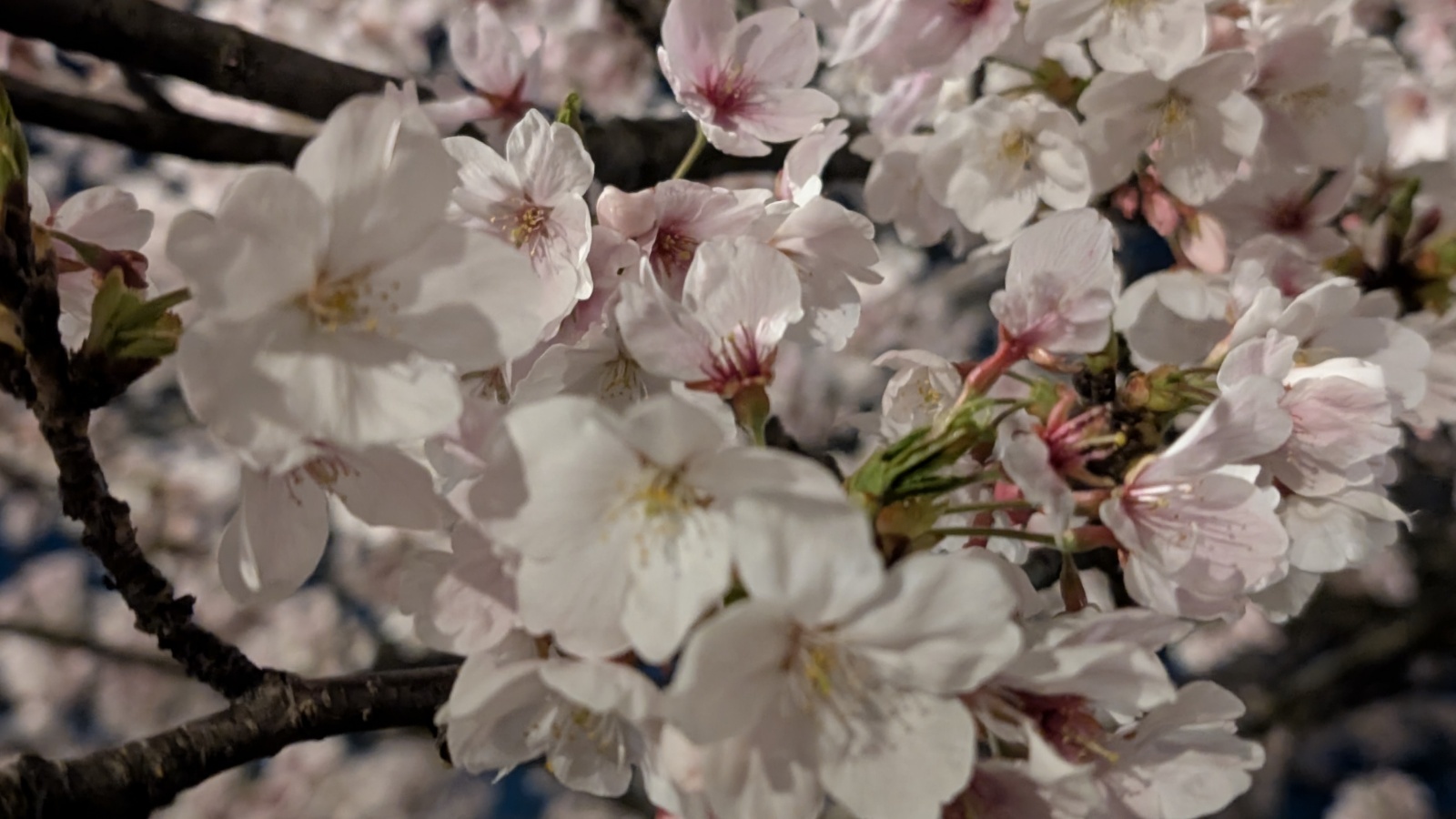 金沢のお香とアロマの香り専門店(石川県金沢市)・金沢観光地・金沢の観光スポット武家屋敷跡近く・人気でおすすめのお土産処-お香専門店のアロマ香房焚屋
