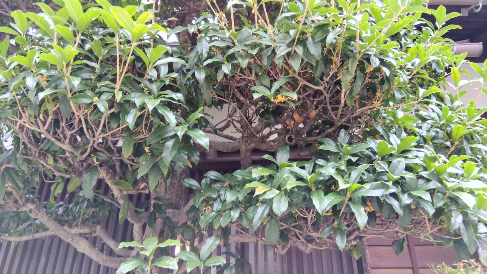 金沢のお香とアロマの香り専門店(石川県金沢市)・金沢観光地・金沢の観光スポット武家屋敷跡近く・人気でおすすめのお土産処-お香専門店のアロマ香房焚屋