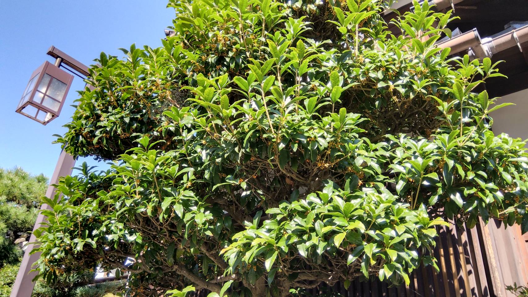 金沢のお香とアロマの香り専門店(石川県金沢市)・金沢観光地・金沢の観光スポット武家屋敷跡近く・人気でおすすめのお土産処-お香専門店のアロマ香房焚屋