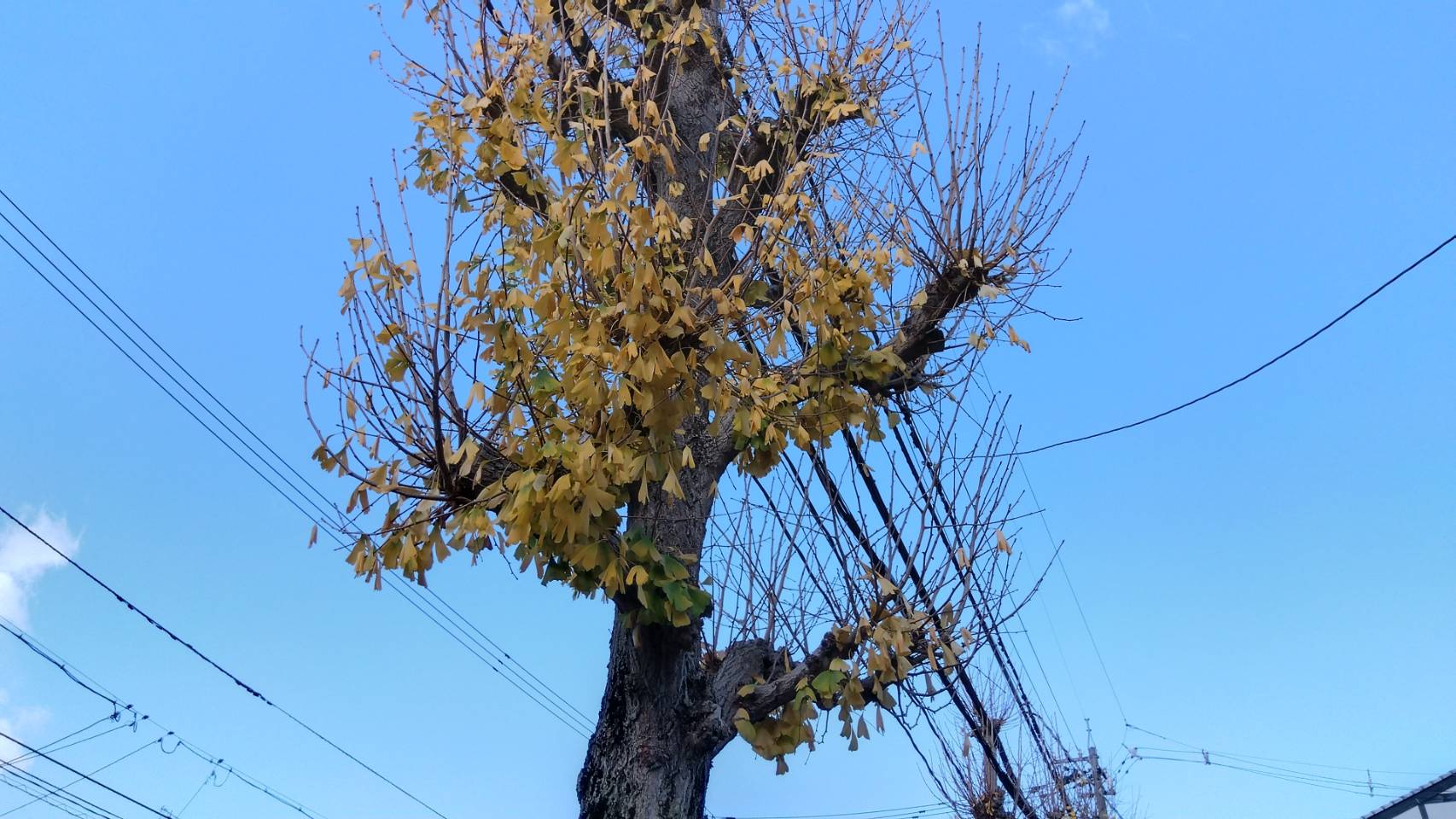 金沢のお香とアロマの香り専門店(石川県金沢市)・金沢観光地・金沢の観光スポット武家屋敷跡近く・人気でおすすめのお土産処-お香専門店のアロマ香房焚屋