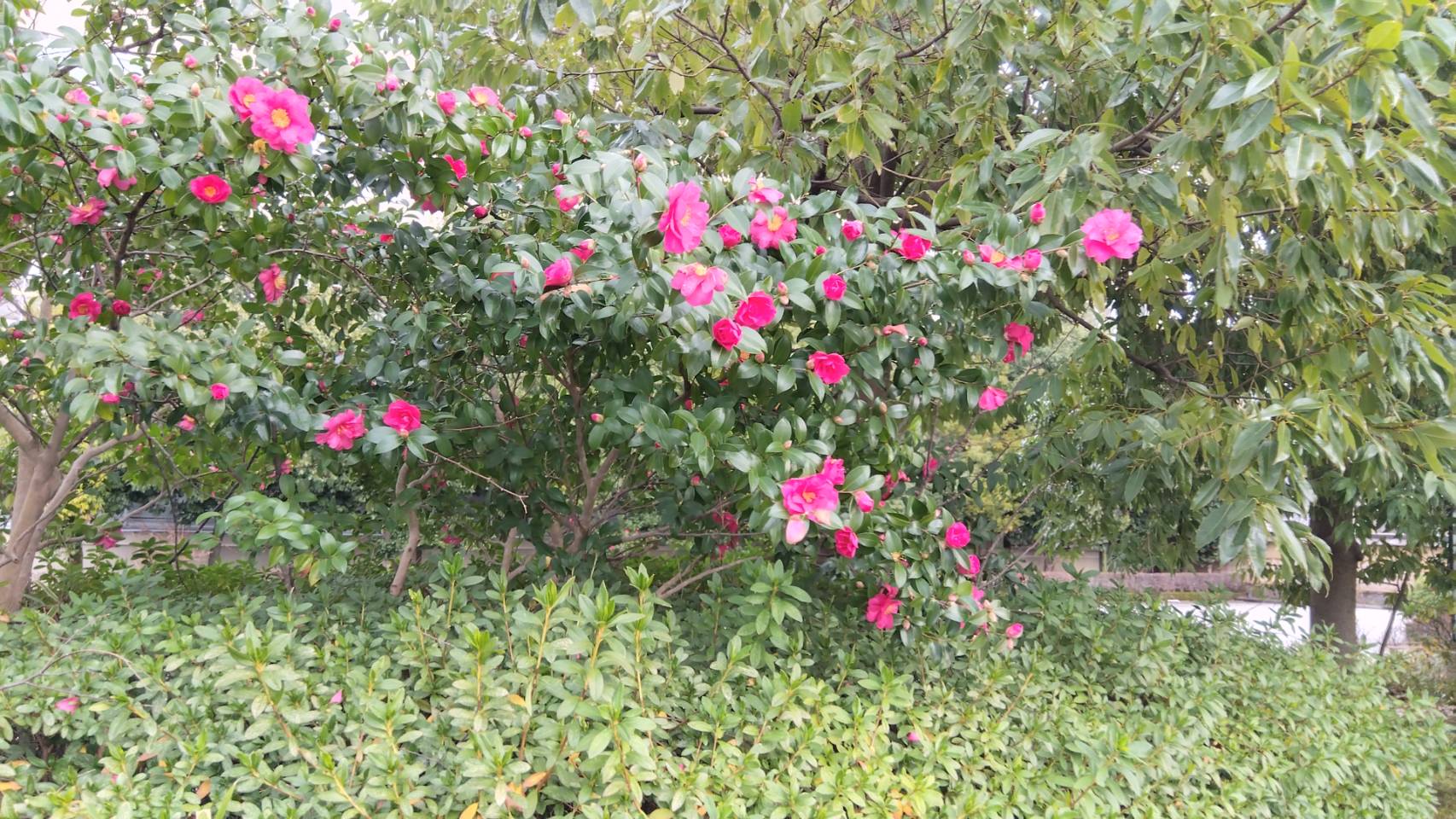 金沢のお香とアロマの香り専門店(石川県金沢市)・金沢観光地・金沢の観光スポット武家屋敷跡近く・人気でおすすめのお土産処-お香専門店のアロマ香房焚屋