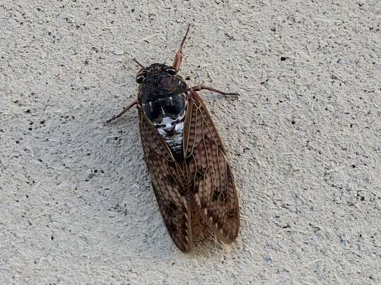 ★2025年8月15日＜本日の作業＞お盆期間中、接客に集中