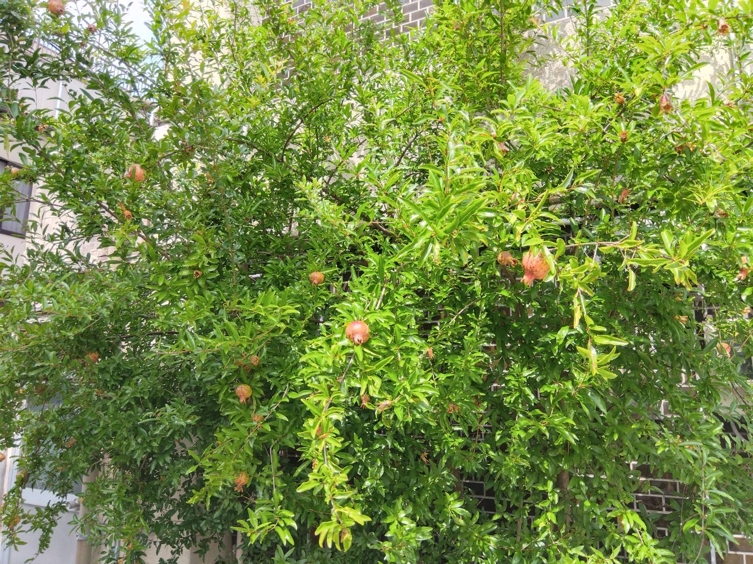 お香・専門店　金沢市｜金沢の観光地-武家屋敷跡近くのアロマ香房焚屋