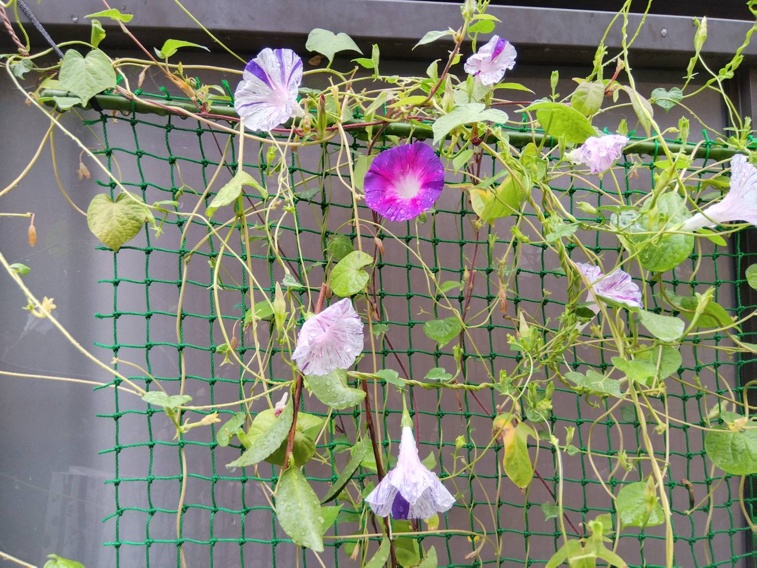 お香・専門店　金沢市｜金沢の観光地-武家屋敷跡近くのアロマ香房焚屋