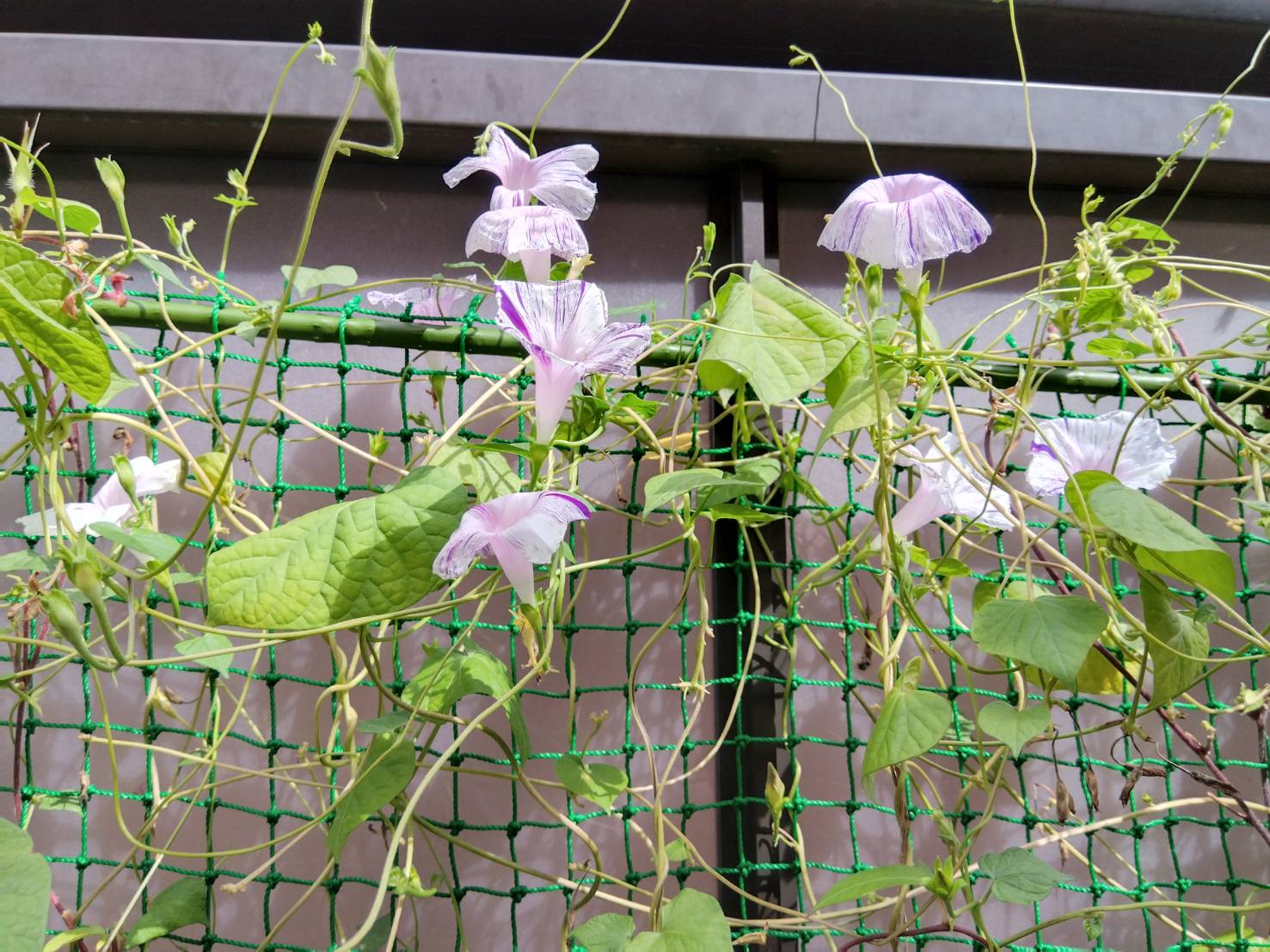 金沢のお香とアロマの香り専門店(石川県金沢市)・金沢観光地・金沢の観光スポット武家屋敷跡近く・お土産処-お香専門店のアロマ香房焚屋