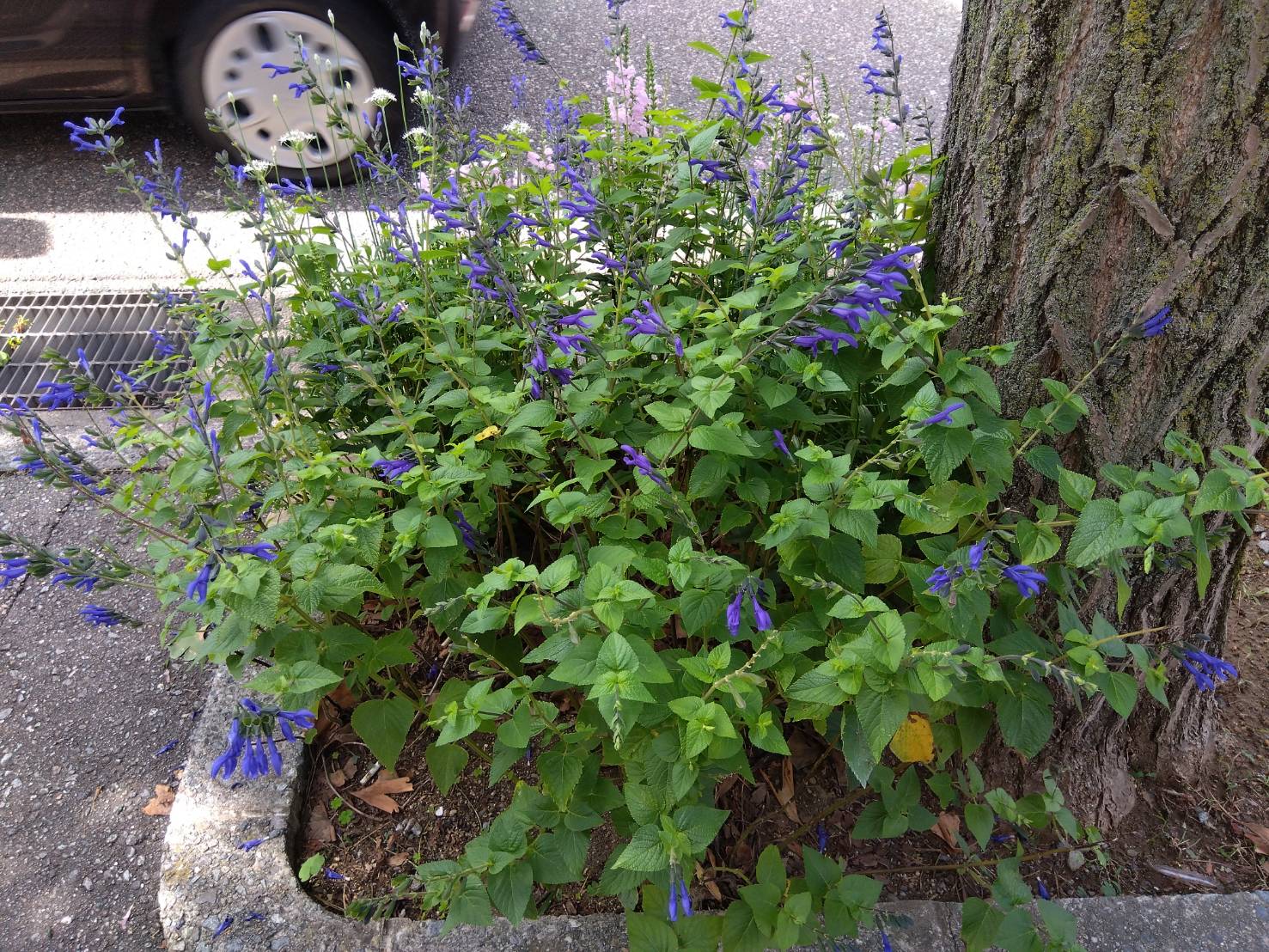 金沢のお香とアロマの香り専門店(石川県金沢市)・金沢観光地・金沢の観光スポット武家屋敷跡近く・人気でおすすめのお土産処-お香専門店のアロマ香房焚屋