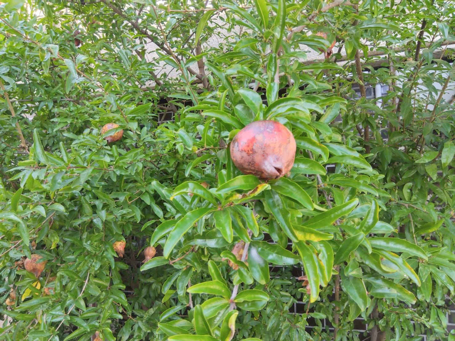 金沢のお香とアロマの香り専門店(石川県金沢市)・金沢観光地・金沢の観光スポット武家屋敷跡近く・人気でおすすめのお土産処-お香専門店のアロマ香房焚屋