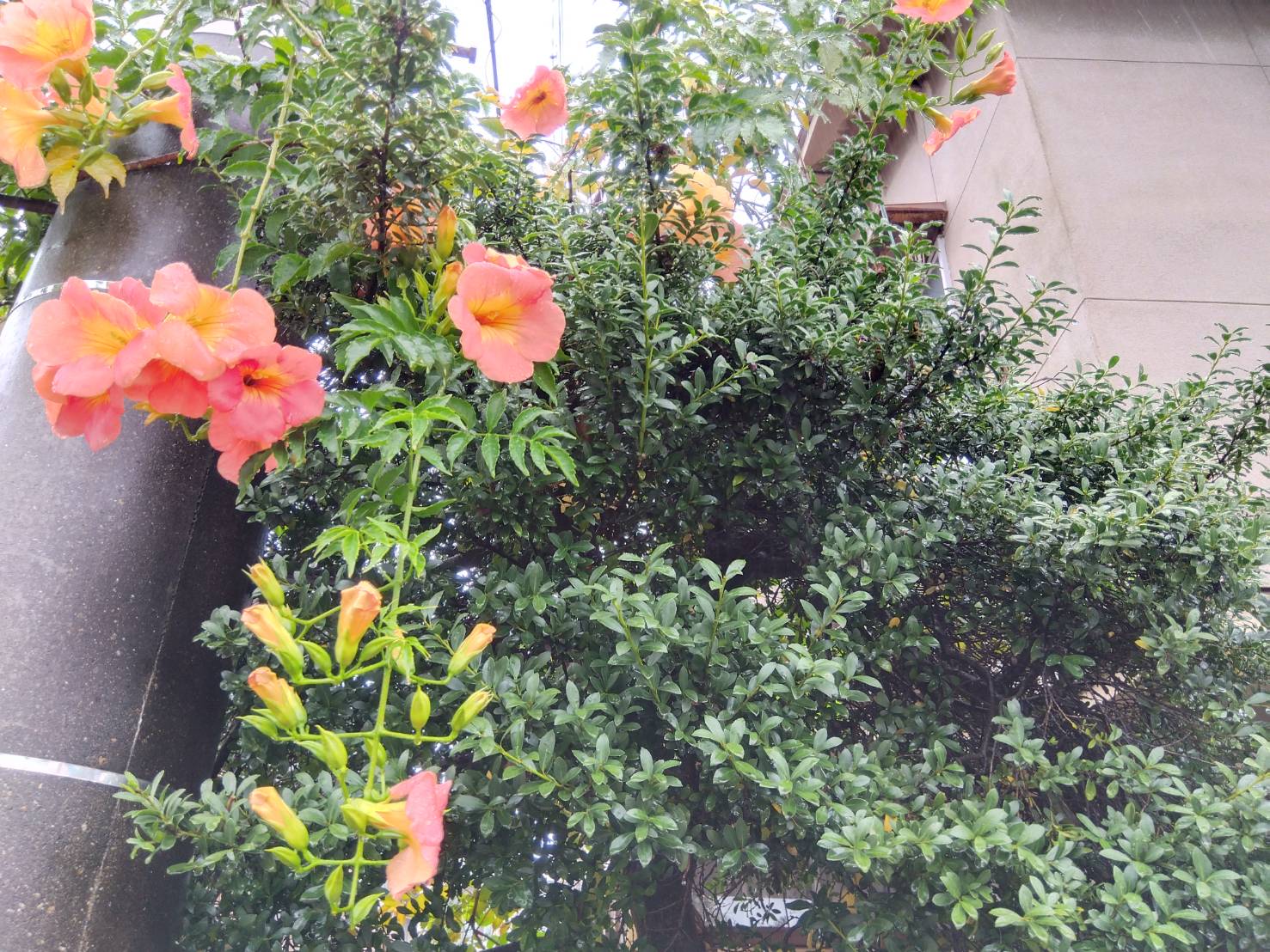 金沢のお香とアロマの香り専門店(石川県金沢市)・金沢観光地・金沢の観光スポット武家屋敷跡近く・人気でおすすめのお土産処-お香専門店のアロマ香房焚屋