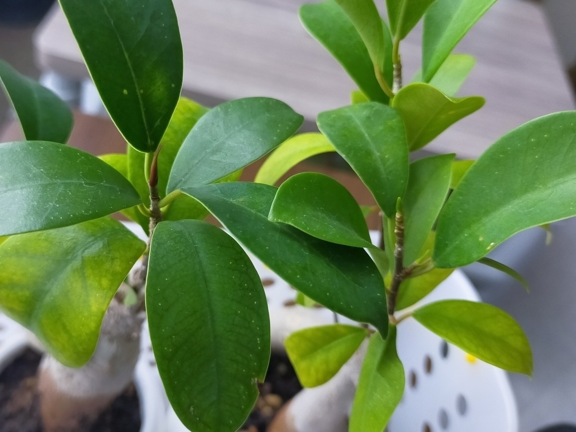 ★2025年4月25日-店主焚屋の作業奮闘記（4/21-4/27間）