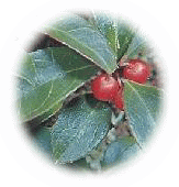 ウインターグリーン　精油