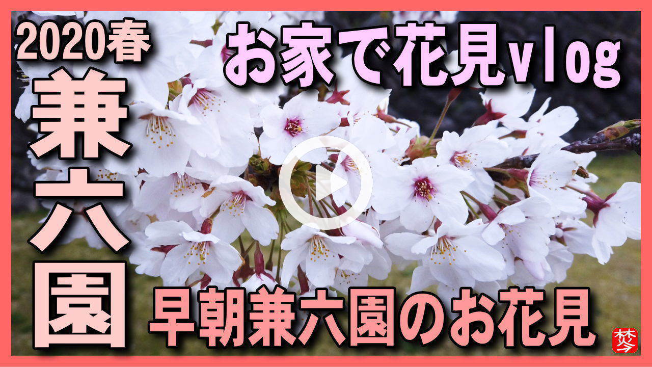 【3密を避けた満開兼六園vlog】新型コロナ緊急事態宣言で出歩けない方向け,兼六園･金沢城公園の満開桜をお家でvlogお花見