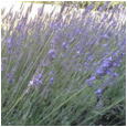 ラベンダー