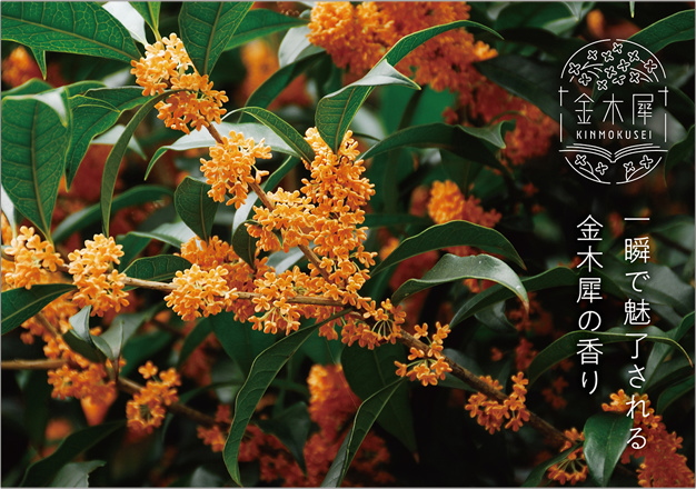 金木犀-osmanthus-秋の香り-お香とアロマ 